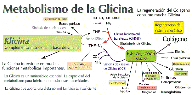 Metabolismo glicina