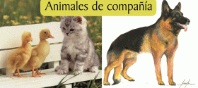 Animales de compañía